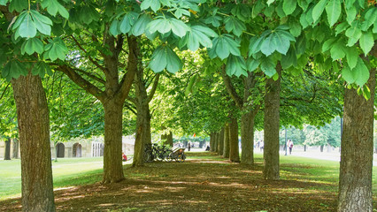 Fototapeta na wymiar Rows of chestnut trees on a german castle park - Monrepos, Ludwigsburg, Germany
