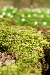 Detail of moos in a forest - close up