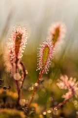 A beautiful closeup of a great sundew leaves in a morning light. Carnivorous plant in marsh. A vibrant macro photo.