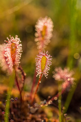 A beautiful closeup of a great sundew leaves in a morning light. Carnivorous plant in marsh. A vibrant macro photo.