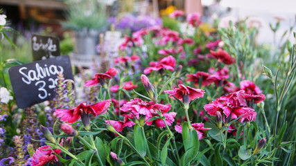 Fototapeta na wymiar Fresh carnation flower from the open air market