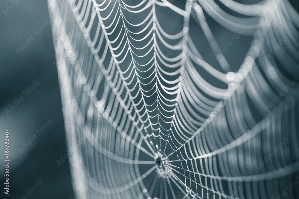 Wall mural a beautiful closeup of a spider web in marsh. web with water droplets in morning light. beautiful ma