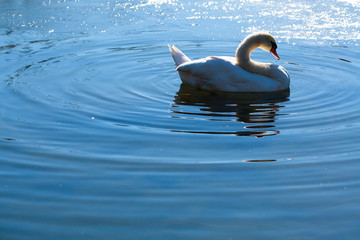 白鳥と水面