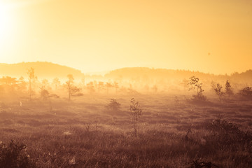 A beautiful, colorful sunrise landscape in a marsh. Dreamy, misty swamp scenery in the morning. Colorful, artistic look.