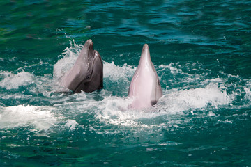 couple of beautiful dolphins frolic in water