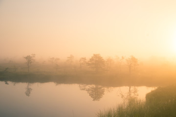 A bright, golden landscape of a marsh after the sunrise. Bright, white light pouring over the scenery. Beautiful swamp in Northern Europe.