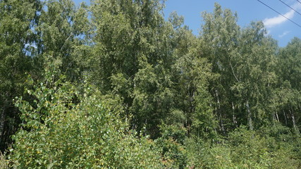 Summer camp