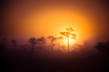 Obraz premium A beautiful, dreamy morning scenery of sun rising above a misty marsh. Colorful, artistic look. Vibrant swamp landscape in North Europe.