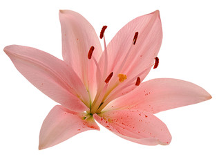 Beautiful pink lily