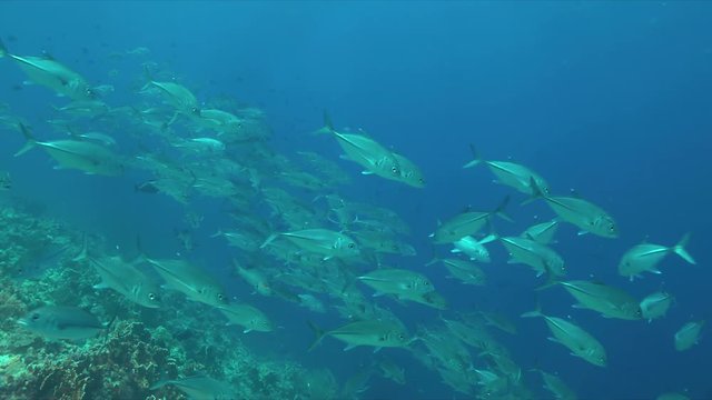 School of Big-eye Trevallies on a colorful coral reef. 4k footage