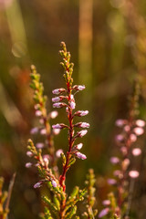 A beautiful pink heathers growing in a marsh in morning light. A beautiful closeup of a swamp flowers.
