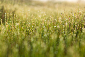 A field of beautiful green sedge grass in morning light. Marsh landscape on Northern Europe....