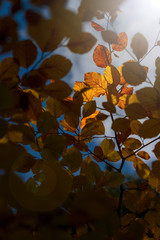 Amazing golden sunlight on yellow autumn leaves of beech tree