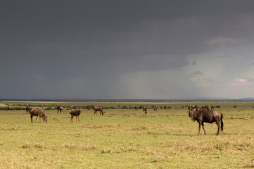 Wildebeest (Connochaetes taurinus), Masai Mara National Reserve, Kenya