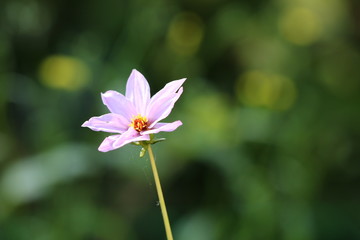 Fototapeta premium dahlia