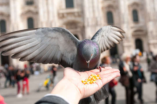 Feeding pigeon from the hand.