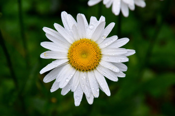
A daisy flower is covered with raindrops.