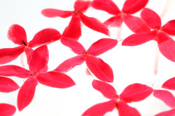 close up of red ixora flower on white background.