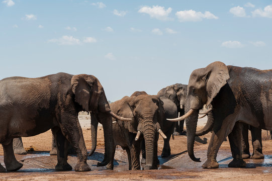 Herd of African elephants, (Loxodonta africana), Savuti, Chobe National Park, Botswana, Africa