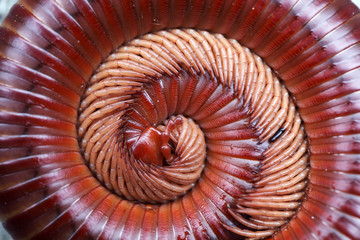 close up of millipede background