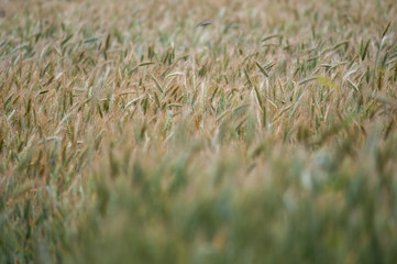 Rye field 