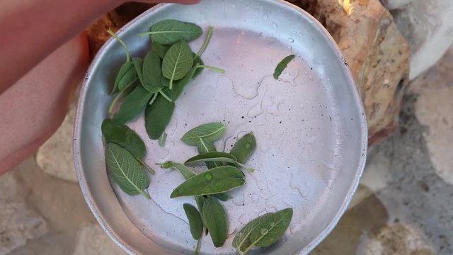 green sage leaves in a silver tinplate
