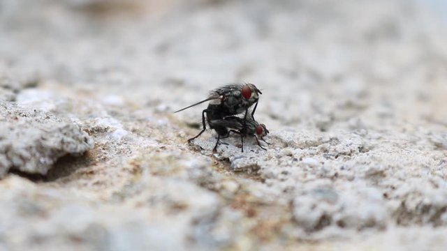 a fly couple having sex