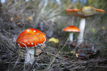 Grzyby niejadalne w jesiennym lesie