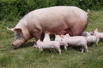 Lovely little pigs suckling on organic farm