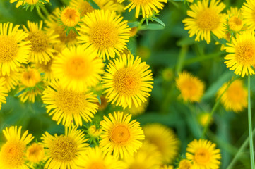 Yellow flowers
