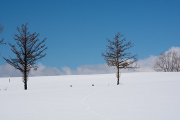 Fototapeta na wymiar 雪原に立つカラマツの木と青空