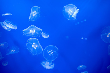 Jelly fish on blue background　東京 すみだ水族館のクラゲ