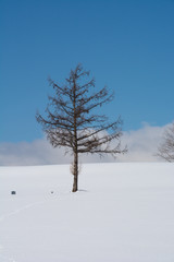 雪原に立つカラマツの木と青空