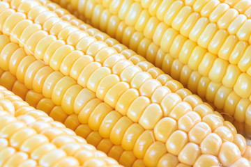 Fresh corn on wooden table, closeup, top view