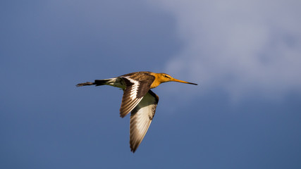 uferschnepfe im flug 