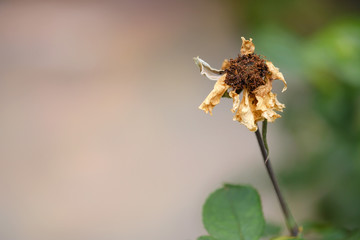 Dry rose / View of dry rose in the garden.