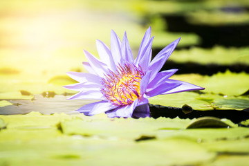 Beautiful lotus flower in pond,The symbol of the Buddha, Thailand.