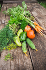 Fresh vegetables close-up. Cucumbers, tomatoes, dill, parsley, mint. Season harvesting.