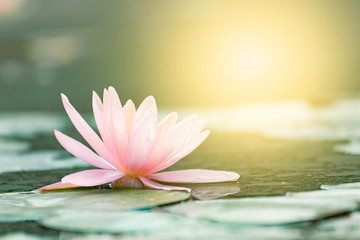 Beautiful lotus flower in pond,The symbol of the Buddha, Thailand. - obrazy, fototapety, plakaty