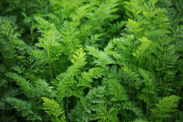 Field of fresh green dill.