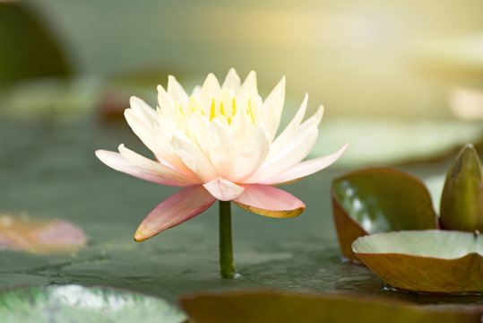 Beautiful lotus flower in pond,The symbol of the Buddha, Thailand.