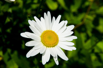 Obraz premium Chamomile in clear weather.