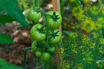 Tomatoes in the greenhouse.