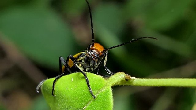 Blister Beetle (Mylabris cichorii Linnaeus) on leaves in tropical rain forest. 
