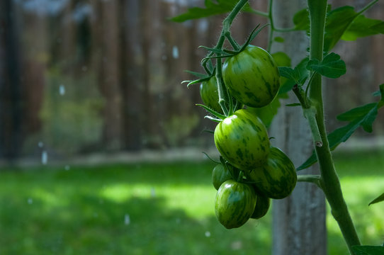 Tomatoes in the greenhouse.