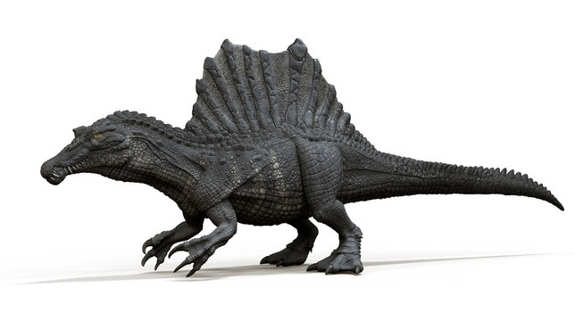 3D rendering of Spinosaurus, isolated on a white background.