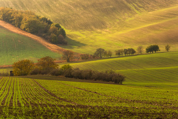 The green field and hills sunlit brightly with a few groups of trees in Moravia, Czech Republic