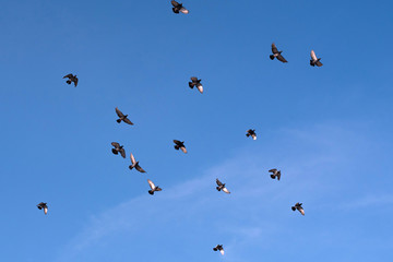 Naklejka na ściany i meble Flock of pigeons flying against blue sky　青空を飛ぶ鳩の群れ