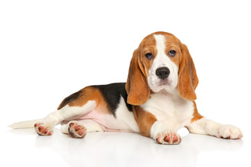 Beagle puppy lying
