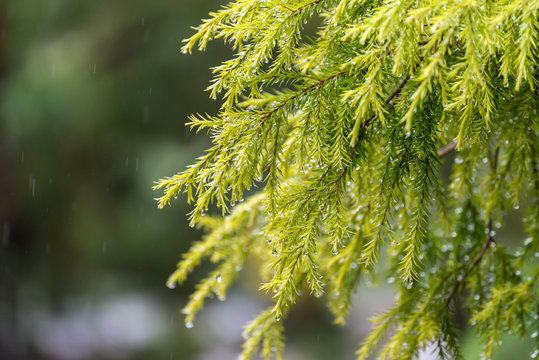 Green pine leaves with water drop